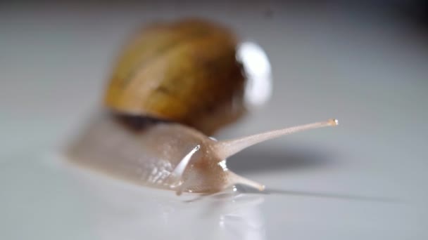 Close Tentacles Land Snail Crawling White Background Shelled Gastropod Creeping — Wideo stockowe