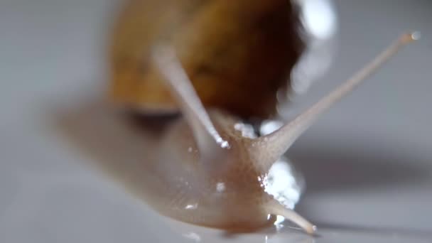 Slimy Head Snail Tentacles Creeping Slowly Indoors Close Close Slug — Video Stock