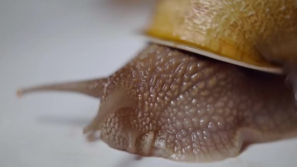 Close Brown Snail Head Tentacles Moving Slowly Shelled Land Slug — Wideo stockowe