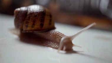 Shelled brown snail creeping slowly on white table indoors. Gastropod crawling moving tentacles