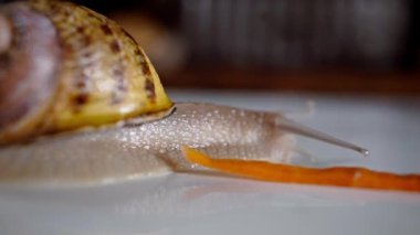 Side view snail crawling at red carrot piece on white table. Close-up land slug creeping slowly at food indoors