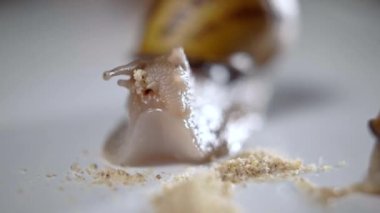 Yakından bakınca salyangoz yavaşça öğütülmüş yiyecek çiğniyordu. Kabuklu gastropod, beyaz masada lezzetli besin maddeleri yiyor.