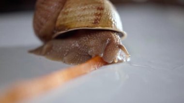 Close-up brown slimy snail eating carrot on white table. Extreme closeup of slug chewing tasty food