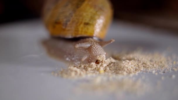 Snail Eating Milled Food White Table Indoors Close Closeup Slug — ストック動画
