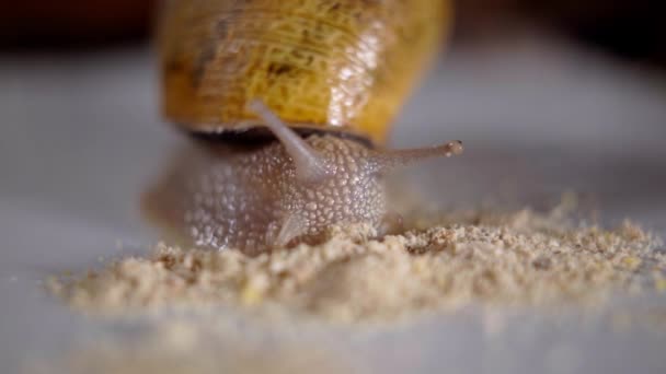 Close Slimy Snail Eating Food White Table Closeup Slug Tentacles — Video Stock