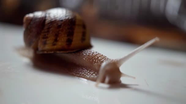 屋内の白いテーブルの上にゆっくりと忍び寄る茶色のカタツムリを殻 動く触手を這う胃腸ポッド — ストック動画