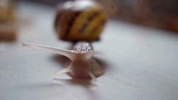 Front View Closeup Slimy Snail Crawling Moving Tentacles Close Land — Stockvideo