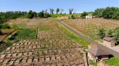 Drone flying up over snail farm with rows of wooden decks. Wide shot ranch with edible slugs breeding on sunny summer spring day outdoors