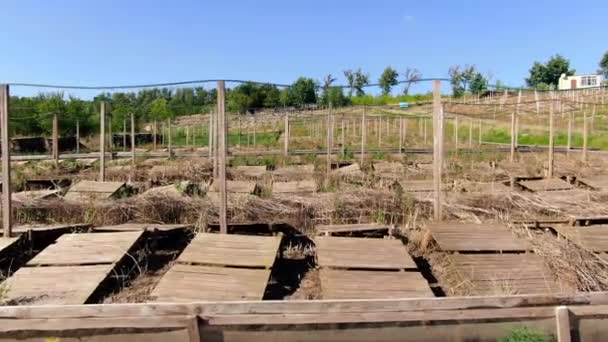 Camera Moves Forward Wooden Decks Snail Breeding Outdoors Farm Sunny — 图库视频影像