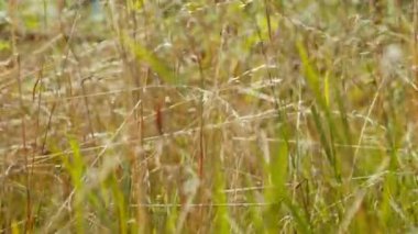 Canlı kamera, gün ışığında açık havada buğday tarlasında büyüyen buğday boyunca hareket eder. Ukrayna 'da güneşli bir yaz gününde ekilen tahıl
