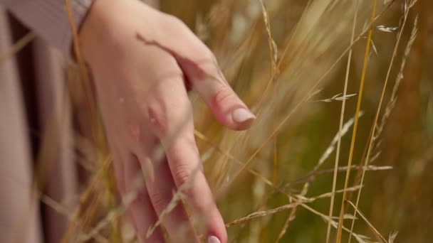 閉じ込められた10代の女性の手は遅い動きで動く小麦の茎に触れる 太陽の屋外でフィールド上の認識できない白人の女の子 — ストック動画
