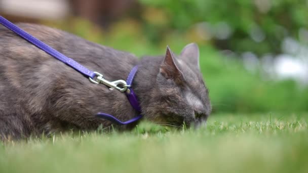 Vista Lateral Curioso Gato Correa Oliendo Verde Verano Primavera Hierba — Vídeos de Stock