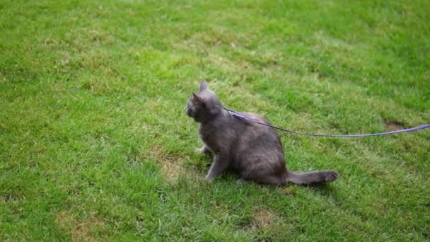 Amplio Prado Verde Con Curioso Gato Con Correa Caminando Cámara — Vídeos de Stock