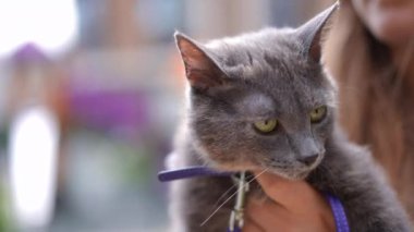 Gri tüylü kedi ağır çekimde başını çeviriyor ve dışarı bakıyor. Tanımlanamayan beyaz bir kadının elinde tuhaf bir hayvan portresi.