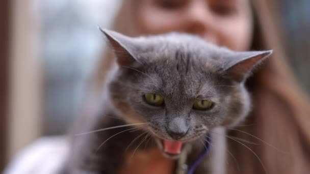 Κοντινό Πλάνο Πρόσωπο Του Γκρι Γάτα Πράσινα Μάτια Νιαουρίζει Αργή — Αρχείο Βίντεο