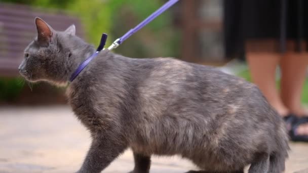ゆっくりと動きを残して舗装された距離を歩く上でサイドビュー猫 襟を保持する認識できない女性として都市の街を歩く好奇心旺盛な動物 — ストック動画