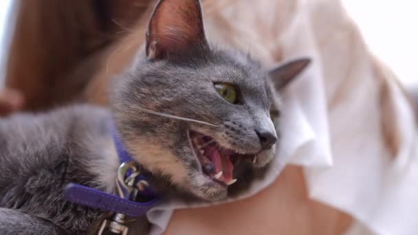 Portret Van Een Ontspannen Kat Armen Van Een Onherkenbare Vrouw — Stockvideo