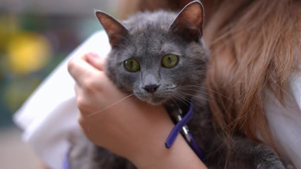 Gesicht Einer Grauen Katze Mit Grünen Augen Die Zeitlupe Wegschaut — Stockvideo