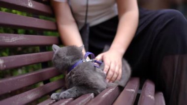 Tasasız, rahat kedi, tanınmayan bir kadının kürkü yavaş çekimde okşamasıyla bankta oturuyor. Genç Kafkasyalı ev sahibi hayvanla dışarıda dinleniyor.