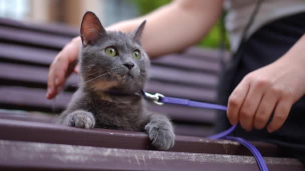 Vorderansicht Katze Sitzt Auf Bank Als Unkenntliche Frau Streichelt Tier — Stockvideo