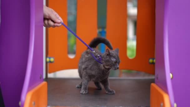 Anak Kucing Keras Kepala Taman Bermain Anak Anak Dengan Tangan — Stok Video