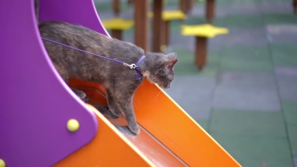 Nejistá Zvědavá Kočička Stojící Střeše Hřiště Sklouzne Pohledem Dolů Pomalu — Stock video
