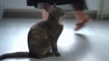 Yan görünüşlü pofuduk kedi, elinde saksıyla içeri giren tanınmayan kadına bakıyor. Kaygısız hayvan beyaz çiçeklere bakıyor ve evde oturmuş kürk yalıyor.