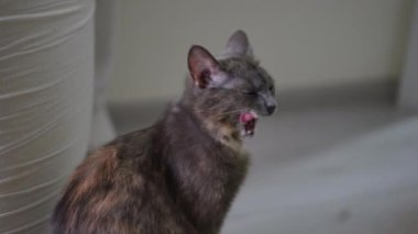 Mutlu, gevşemiş kedi miyavlıyor ve yürüyor. İçerideki tüylü evcil hayvanın portresi.