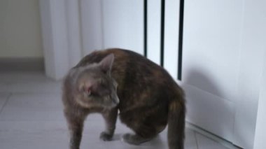 Kapıda oturan aktif meraklı kedi ev sahibini içeride bekliyor. Pofuduk gri kedi yavrusu etrafta dolanıyor.