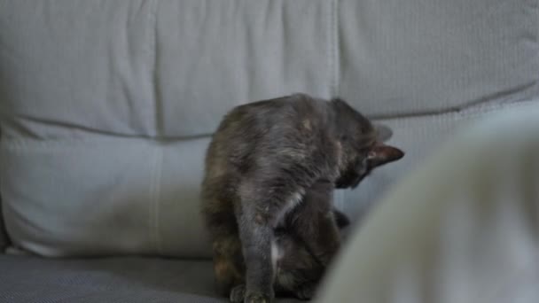 Portret Van Een Schattige Kat Die Bont Likt Rondkijkt Weggaat — Stockvideo
