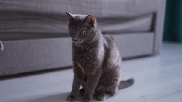Aktiv Rolig Katt Tittar Upp Och Runt Sitter Golvet Vardagsrummet — Stockvideo