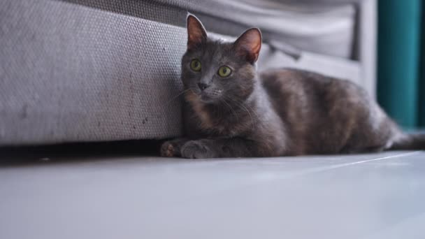 Uvolněná Kočka Ležící Gauči Obývacím Pokoji Hrající Zelenou Koulí Zvědavý — Stock video