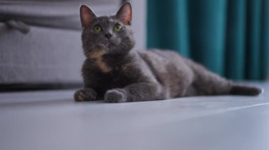 Finny pofuduk gri kedi kanepede oturma odasında yerde yatıp etrafa bakıyor. Evdeki kendinden emin hayvan portresi.