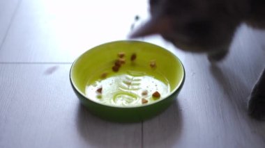 Kapalı yeşil kedi kasesi, yavaş çekimde yiyecekler ve hayvan yemi. Memeliler evcil hayvanlar için kuru kahvaltıdan zevk alıyorlar.