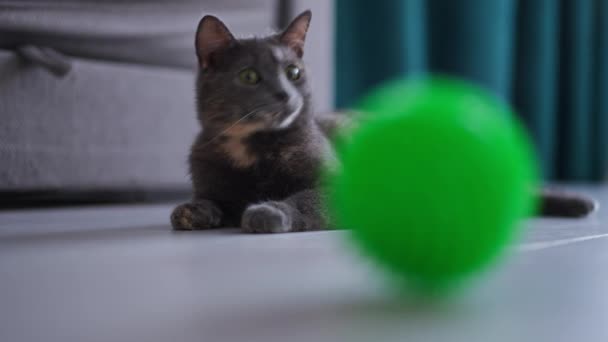 Yerde Uzanmış Yeşil Topla Oynayan Kendine Güvenen Kedi Portresi Meraklı — Stok video