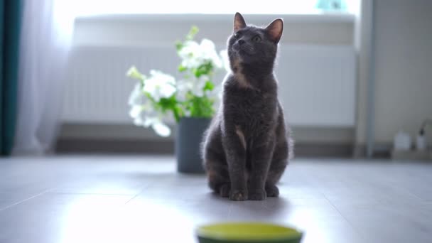 Retrato Vista Frontal Gato Peludo Confiado Sentado Suelo Caminando Cámara — Vídeos de Stock