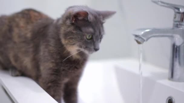 Roztomilá Kočka Kráčející Umyvadle Koupelně Vodou Tekoucí Kohoutku Portrét Chlupatého — Stock video