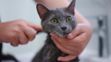 Banyoda dişi eli kürkü yavaş çekimde tarayan itaatkar bir evcil kedi. Evde beyaz kadın sahibi olan ıslak bir hayvan var. Bakım ve bakım konsepti