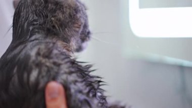 Yan manzara ıslak kedi yavaş çekimde miyavlıyor. Pençelerini banyoda aynaya doğru uzatıyor. Tanımlanamayan beyaz bir kadının kollarında, memelileri temizleyen meraklı bir evcil hayvan.