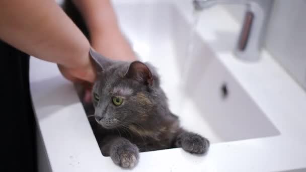 Kvinnliga Händer Tvätta Päls Avslappnad Söt Katt Sitter Handfat Oigenkännlig — Stockvideo