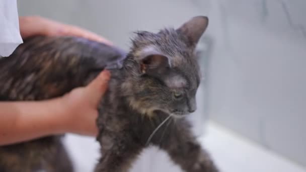 Gato Húmedo Escapando Una Mujer Irreconocible Lavando Animales Retrato Vista — Vídeos de Stock