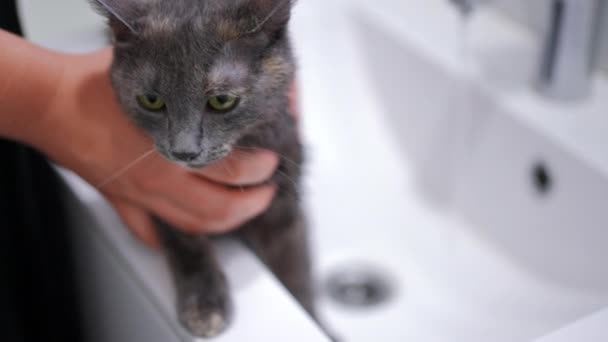 Retrato Gato Mojado Lavabo Baño Con Las Manos Jóvenes Femeninas — Vídeos de Stock