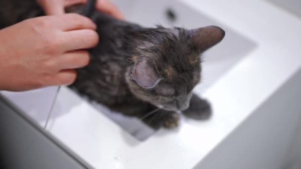 Bovenaanzicht Gehoorzame Natte Kat Zittend Wastafel Als Vrouwelijke Blanke Hand — Stockvideo