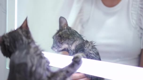 Refleksi Cermin Kamar Mandi Dari Penasaran Kucing Basah Mengeong Dalam — Stok Video