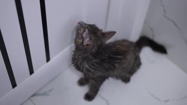 Hochwinkelaufnahme Porträt Der Netten Neugierigen Katze Der Dusche Die Zeitlupe — Stockvideo