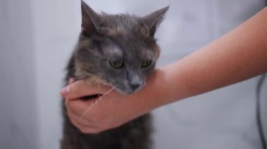 Tatminsiz, sevimli bir kedi ve tanınmayan genç bir kadın saç kurutma makinesiyle kürk kurutuyorlar. Banyoda sahibi olan tatmin olmamış evcil hayvan portresi.