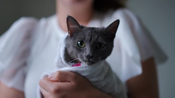 可爱可爱的小猫 裹着毛巾 在年轻的高加索女人的怀里 毛绒绒清洁宠物的前视图肖像 看着相机 慢镜头朝外看 — 图库视频影像