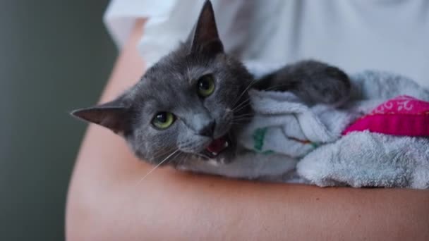 Beztroski Kot Miauczący Leżący Ramionach Kaukaskiej Nierozpoznawalnej Kobiety Trzęsącej Zwierzakiem — Wideo stockowe