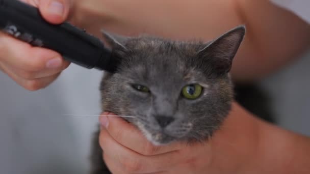 Närbild Katt Ansikte Tittar Kameran Som Kvinnlig Hand Trimma Päls — Stockvideo