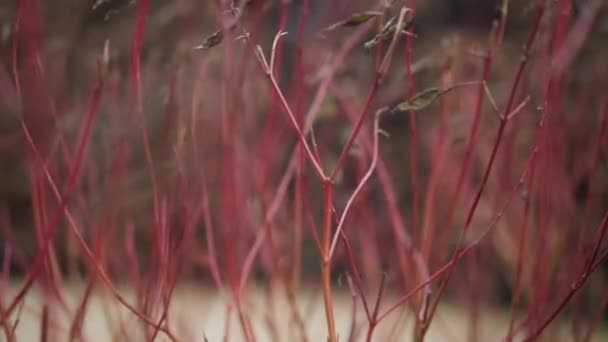 屋外で風の中でクローズアップ赤い茂みの枝 自然背景 — ストック動画